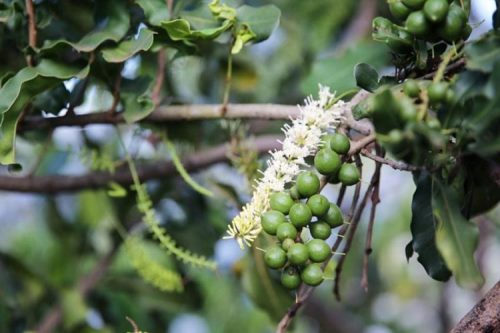 Mắc ca Việt Nam rộng đường phát triển
